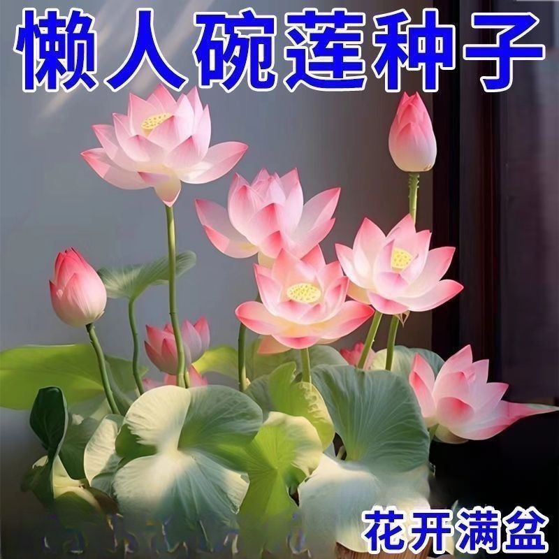 碗莲种籽七彩五颜六色水土培花卉水土培春秋季莲花荷花绿植花卉