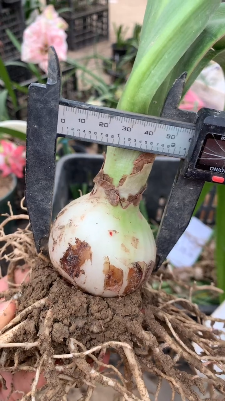 无花朵海鲜虾爬爬5cm+