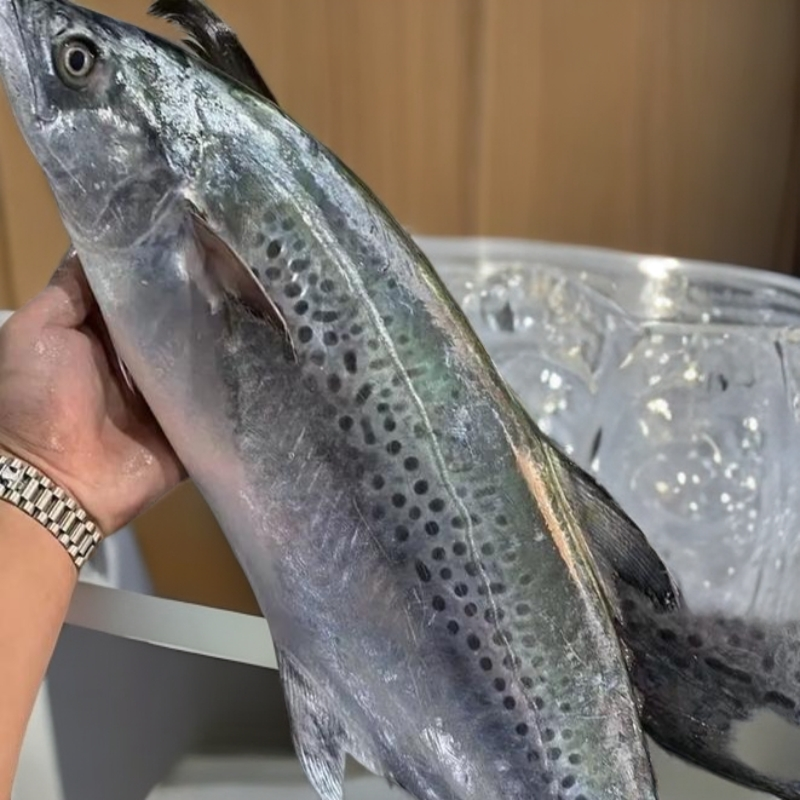 汕尾本港纯天然野生蓝点白腹马鲛鱼 到顶的品质 冷链发货到家