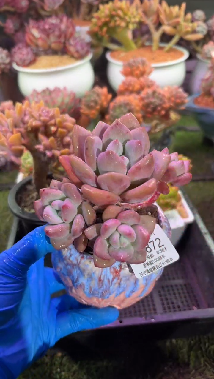 【闪购商品】05872