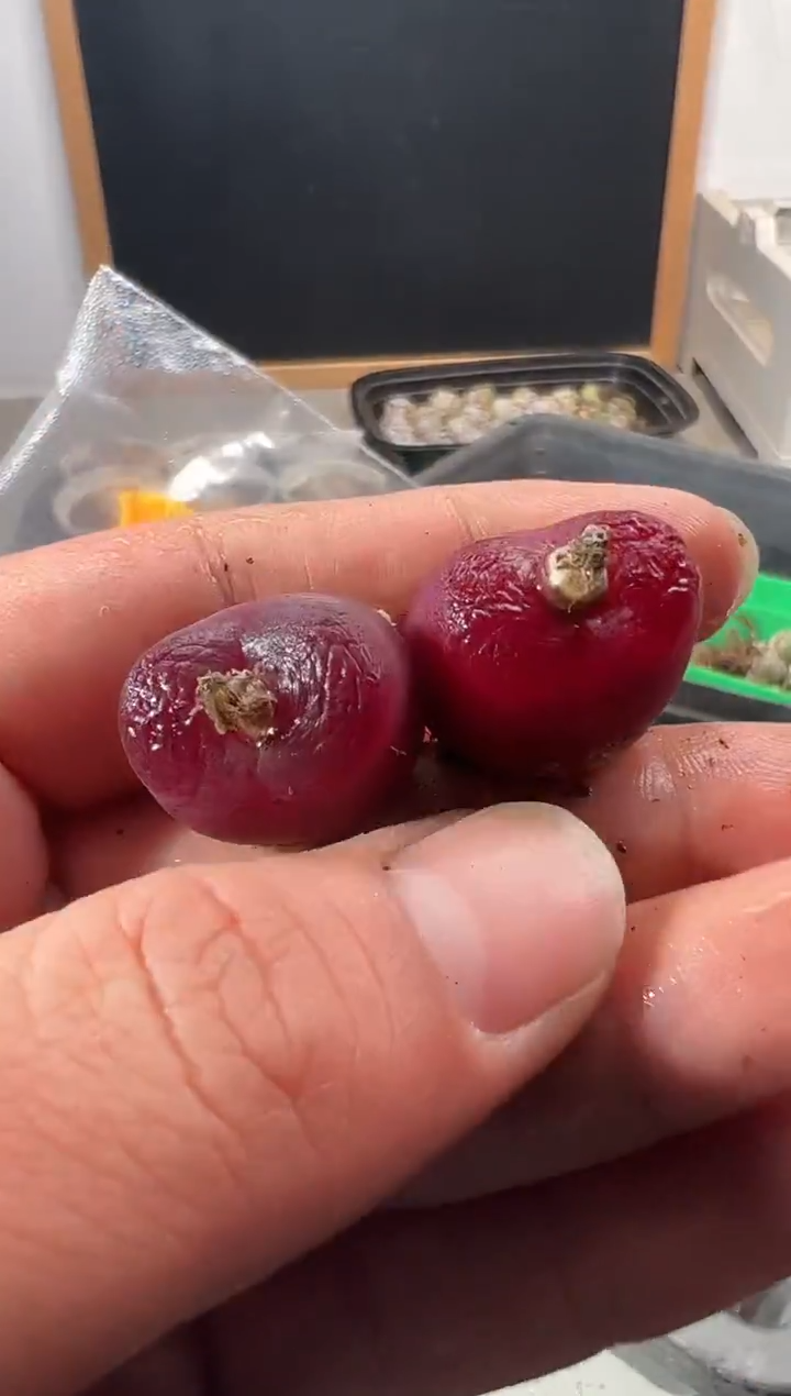 一物一拍         681