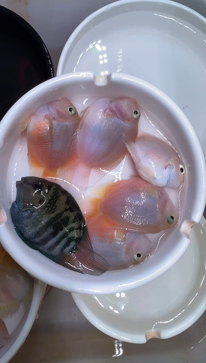 鹦鹉鱼5备损1迷你鹦鹉