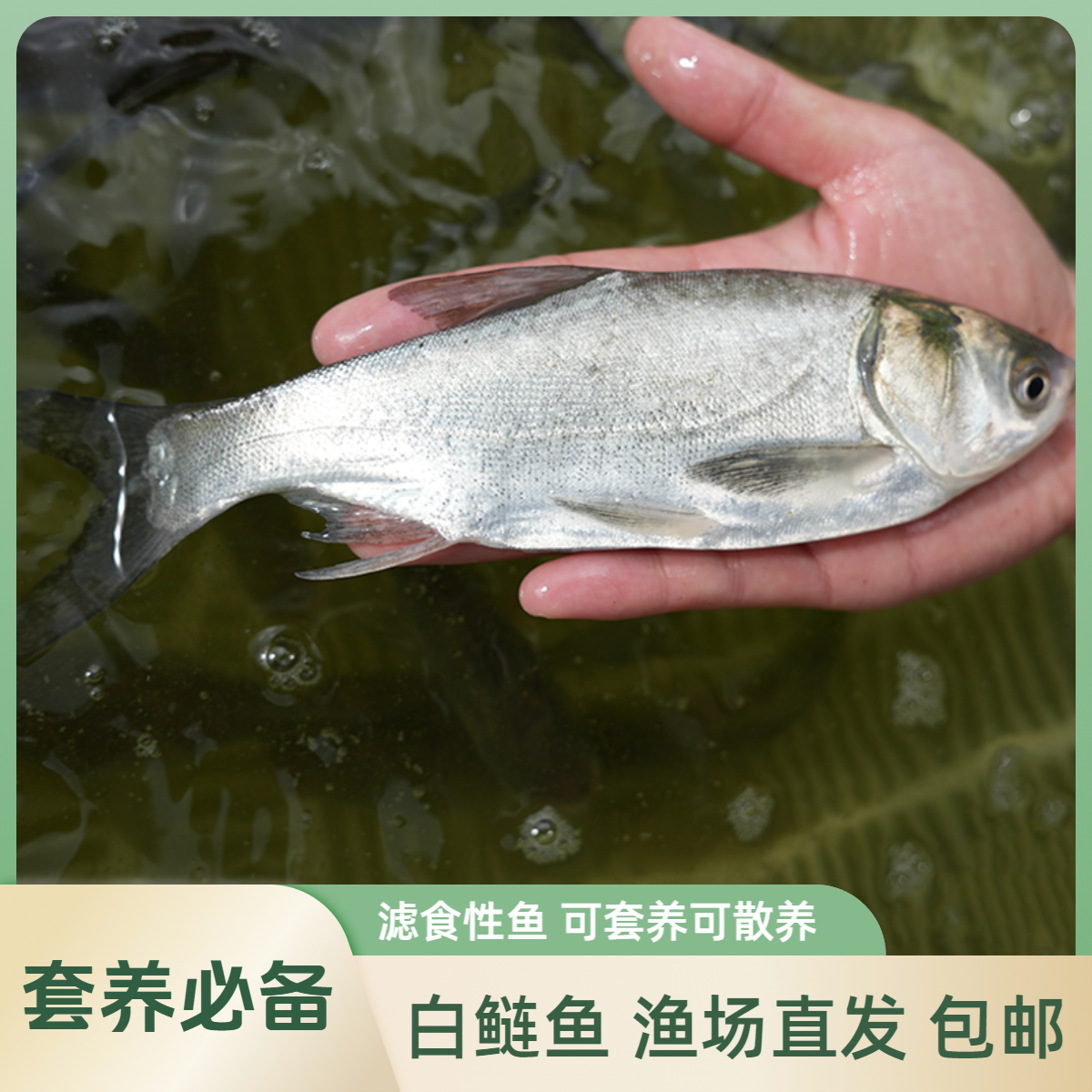 【活体】白鲢鱼跳鲢鱼（3-16厘米）鱼缸观赏鱼淡水鱼冷水鱼