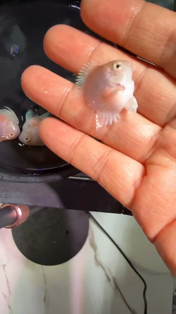 鹦鹉鱼2424242442424