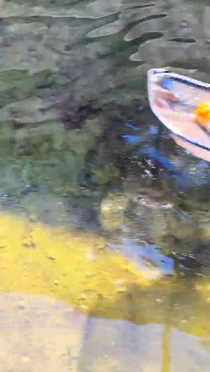 金鱼向****前水娃娃观赏鱼兰寿金鱼  不包邮