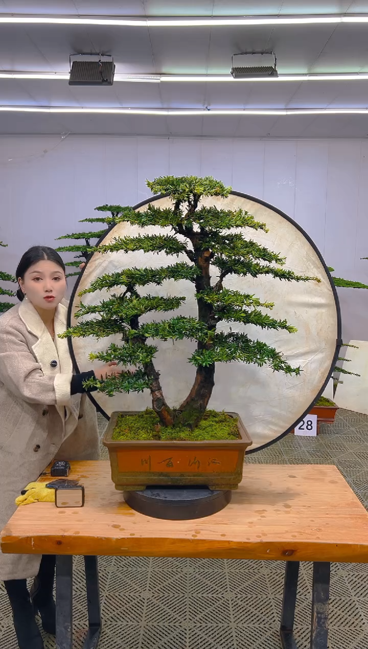 无花朵一物一拍一物一拍