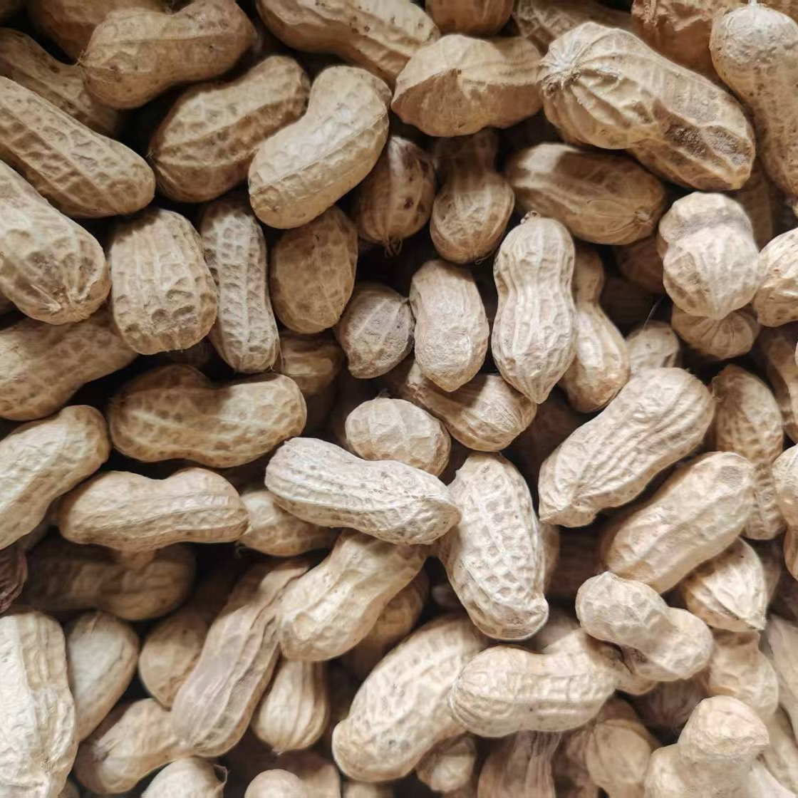 农村自留种2025年四川本地日晒干花生新鲜带壳干货红皮花生