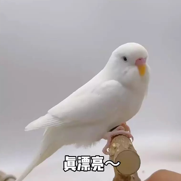 【黑眼】稀少纯白色鹦鹉