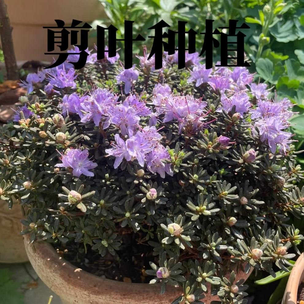 米叶檀香杜鹃香水杜鹃紫花盆景素材