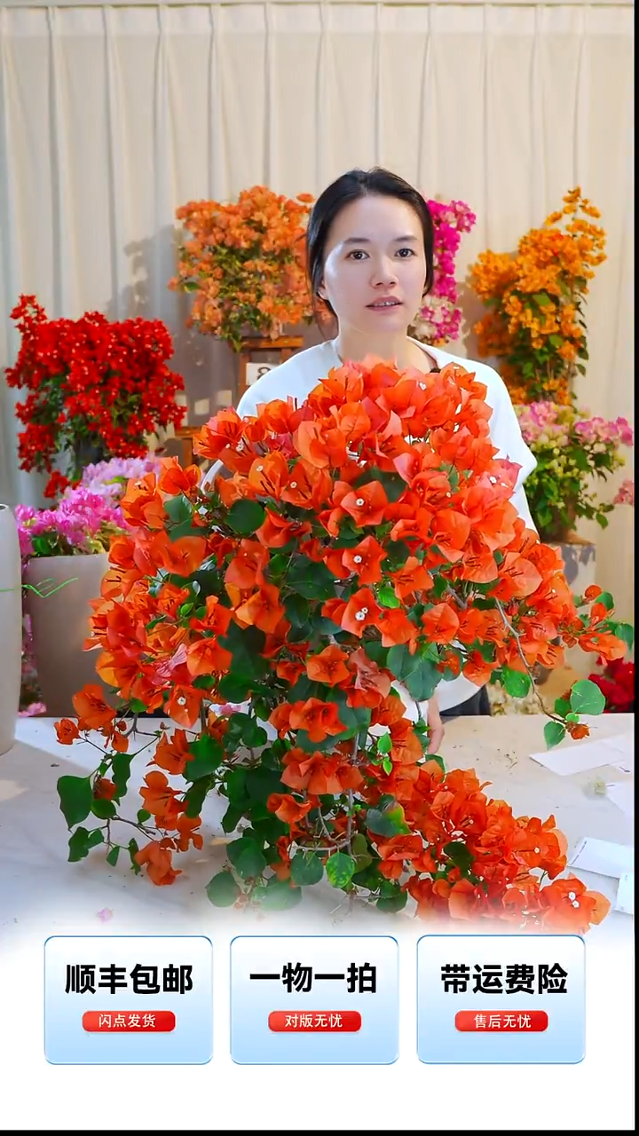 大部分开放少量花苞泰国橙