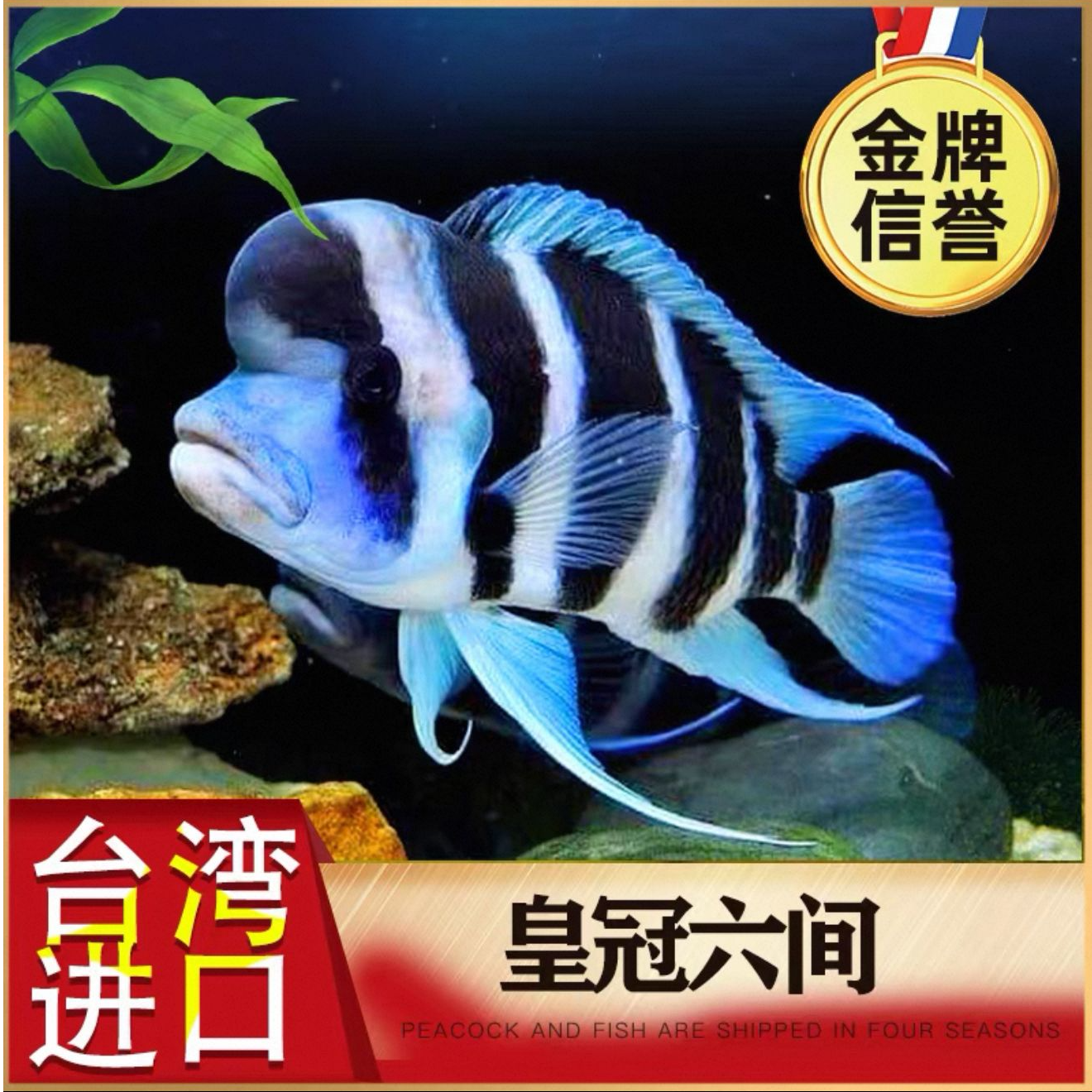 六间鱼活体萨伊蓝六间伊巴卡布隆迪大型南美雕科鱼热带观赏鱼淡水