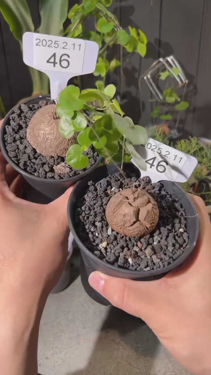 【闪购商品】南非龟甲龙2.11.46