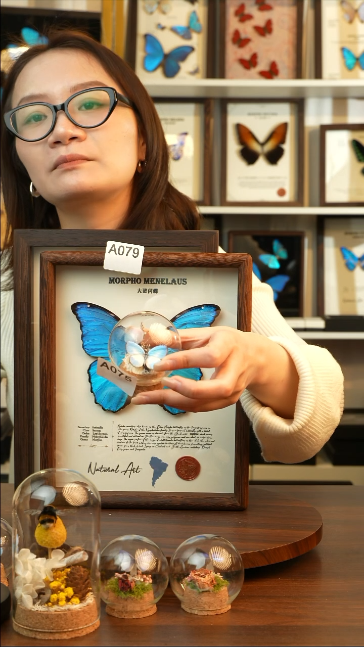 没***朵优雅灰蝶-玻璃罩A075