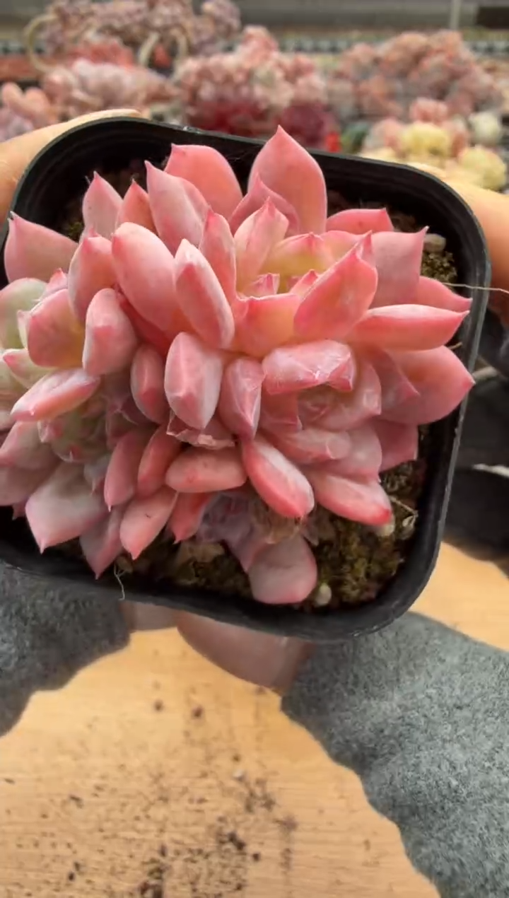 东云多肉园二店-109