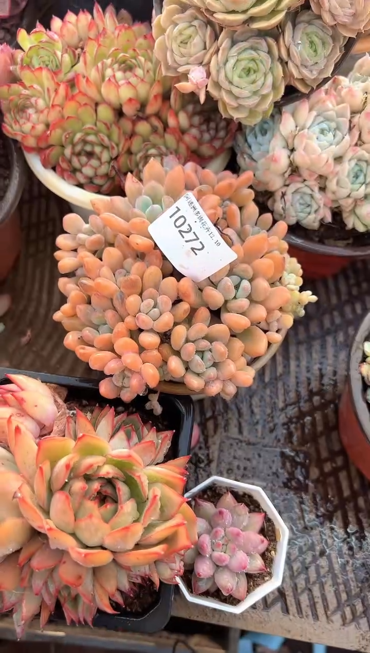 叶***?多肉植物一物一拍10272