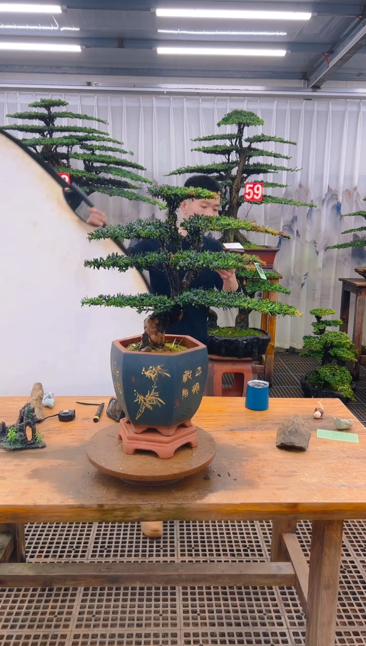 无花朵新****训精品盆景直播间一物一拍