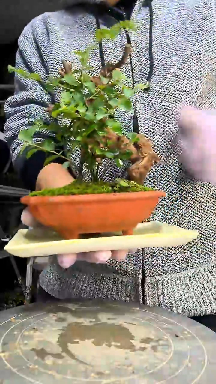 ?****᭡中青园艺一物一拍花70