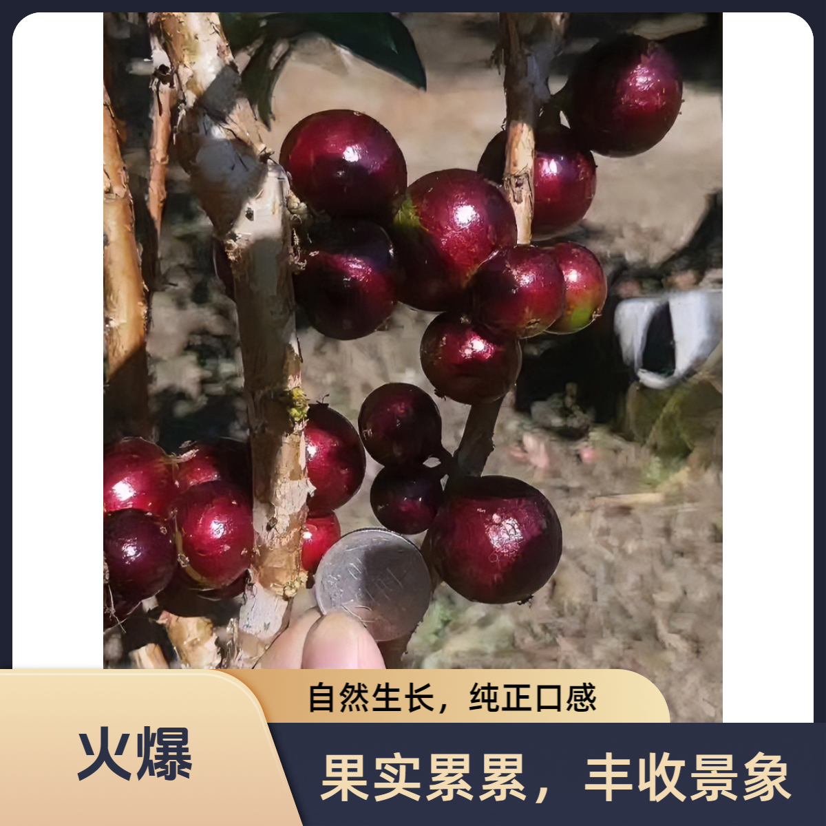 爵谷四季艾斯卡 红妃嘉宝果树葡萄高品质浓郁树葡萄嘉宝果树苗