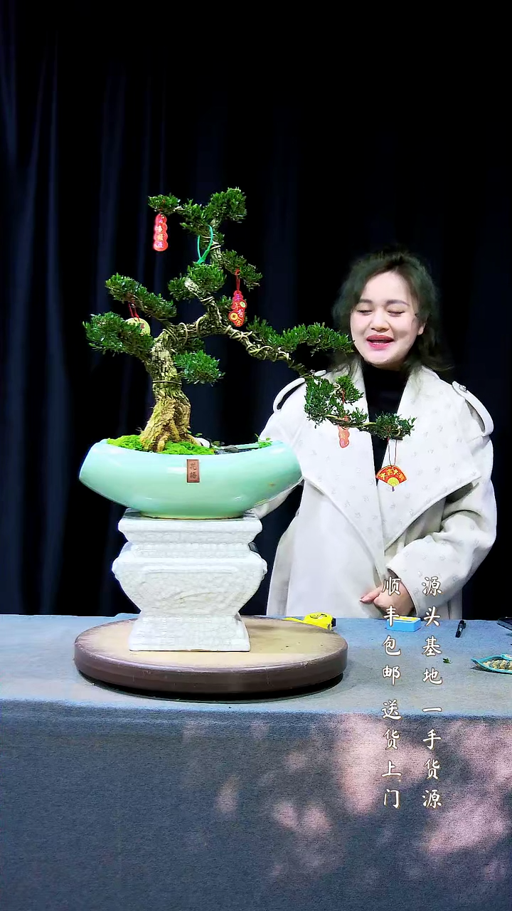 【闪购商品】雀舌黄杨盆景雀舌黄杨盆景