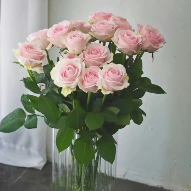 【只发新疆】粉红雪山玫瑰 16支（送4支损伤坏不赔付）
