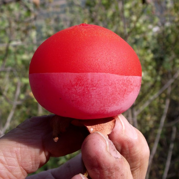 陕西临潼火晶小蜜柿小火罐多汁皮薄如纸可吸着吃坏果包赔