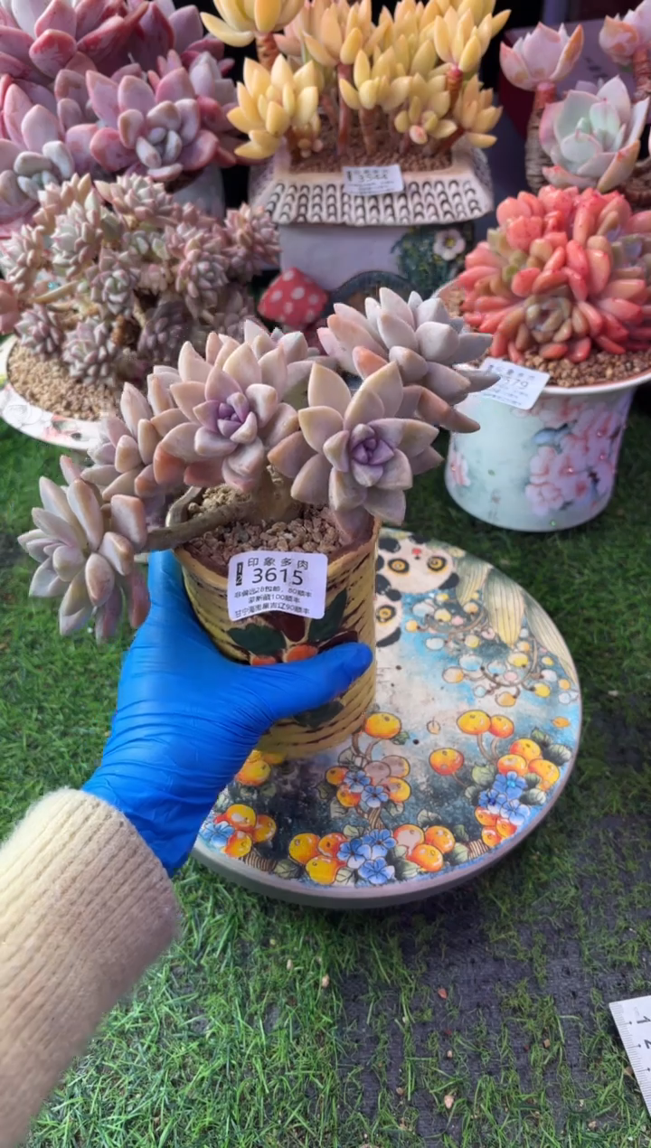 昆明印象多肉3615