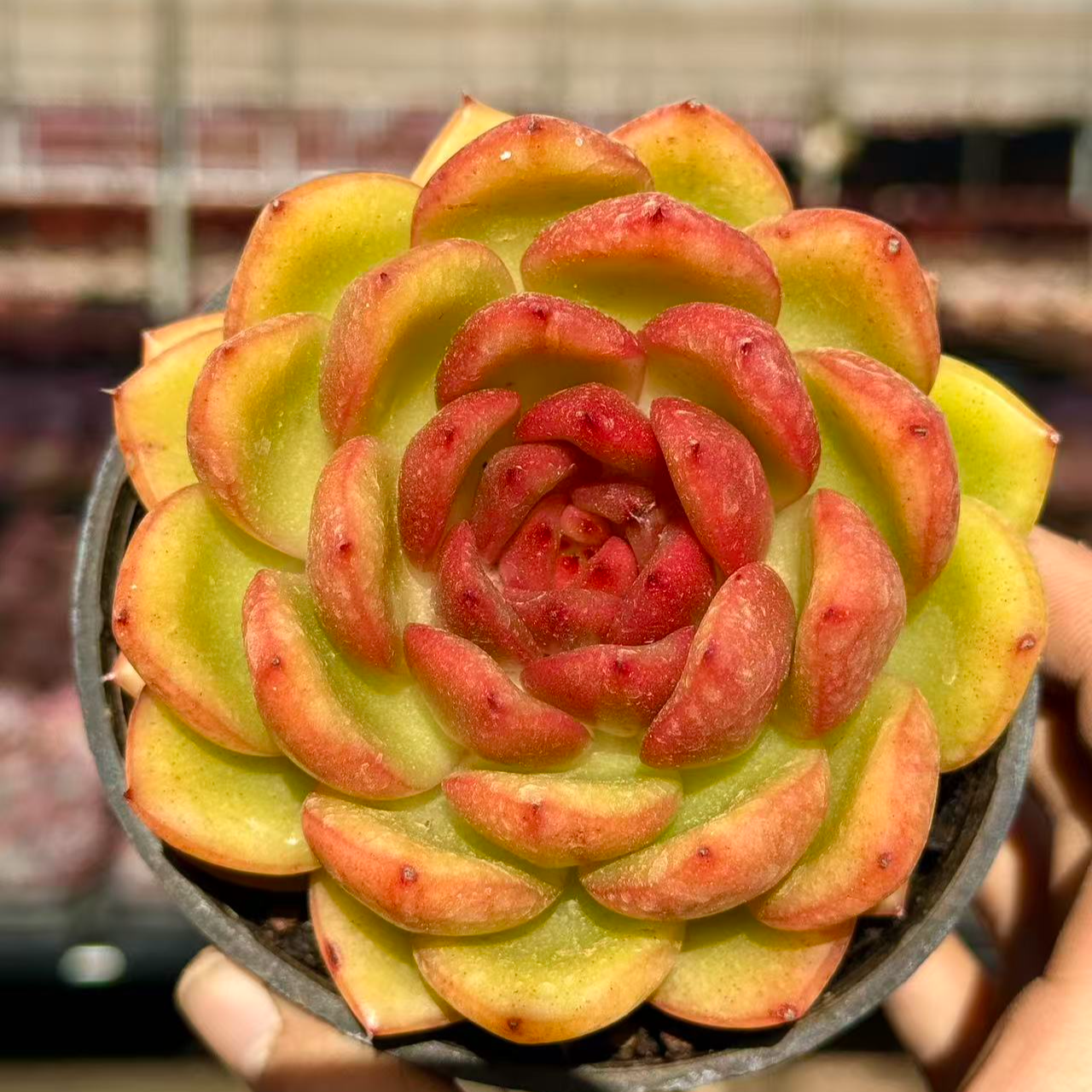 9#凌波微步糖心版多肉植物       前男友精品多肉SM0982
