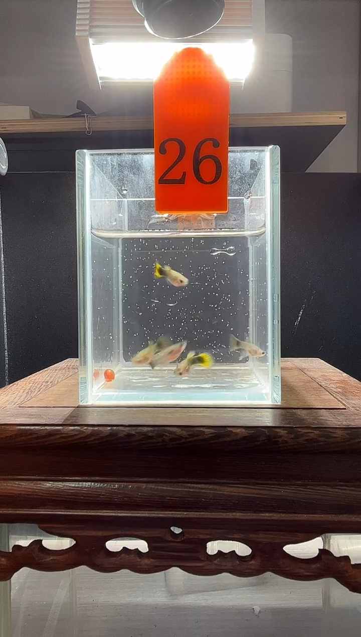 孔雀鱼小蜜蜂编号26