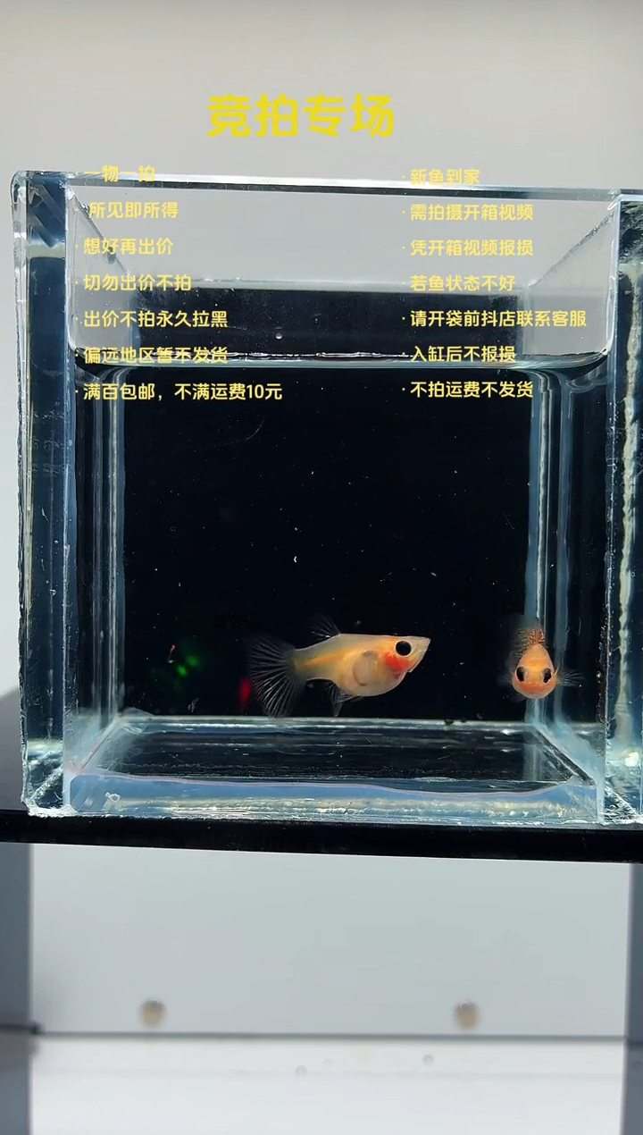 黄琉璃带胎一对-74