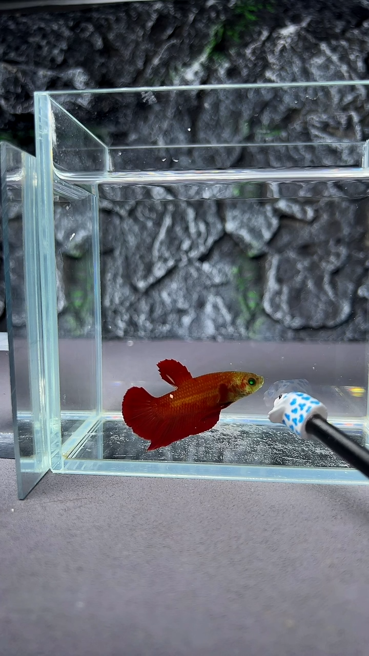 斗鱼竞拍链接A066