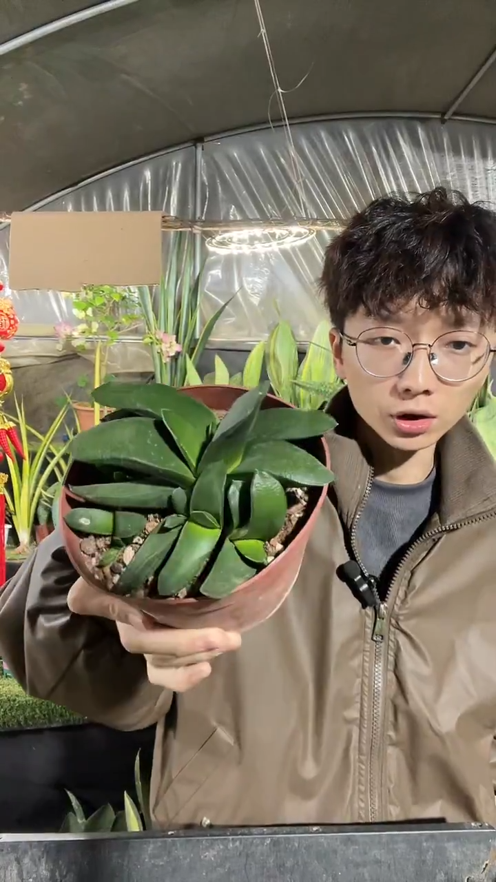 卧牛带盆土29.9.