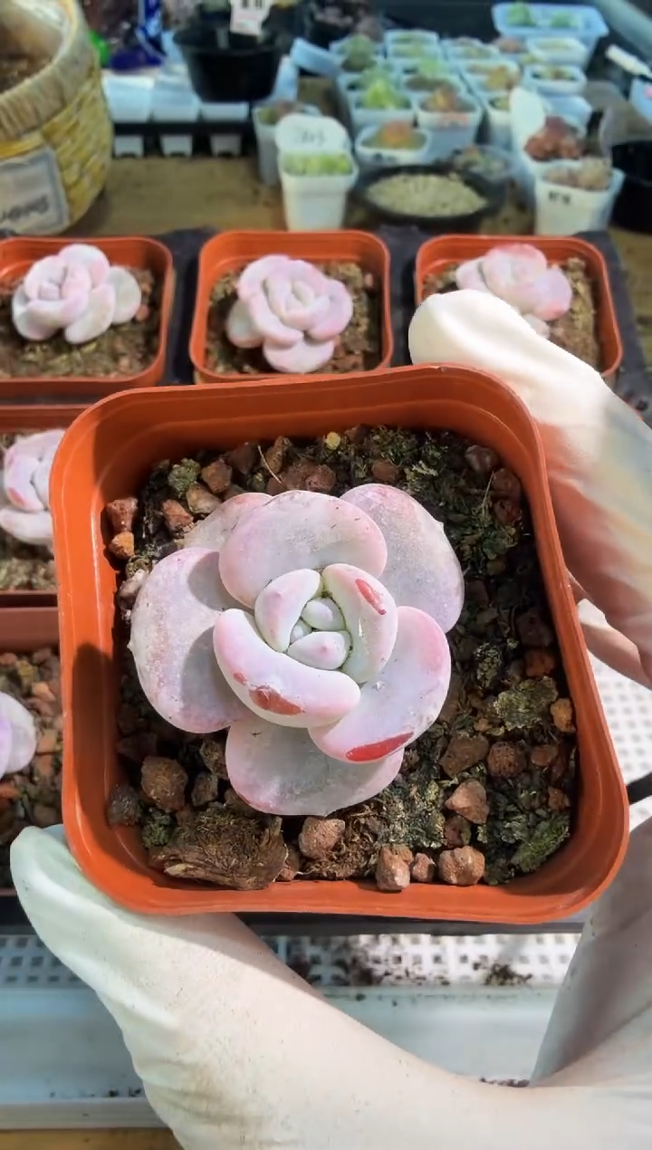 奶茶 五方一盆 量拍混发