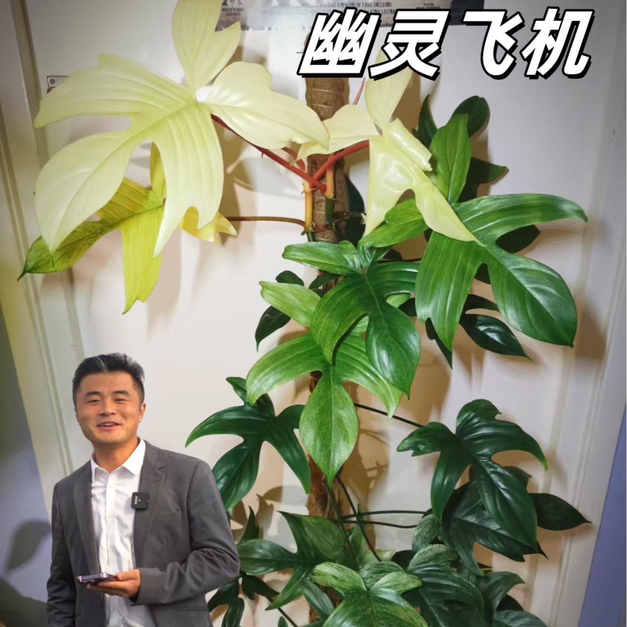 【热植馆】幽灵飞机蔓绿绒热带绿植耐阴客厅玄关摆件颜值高高端