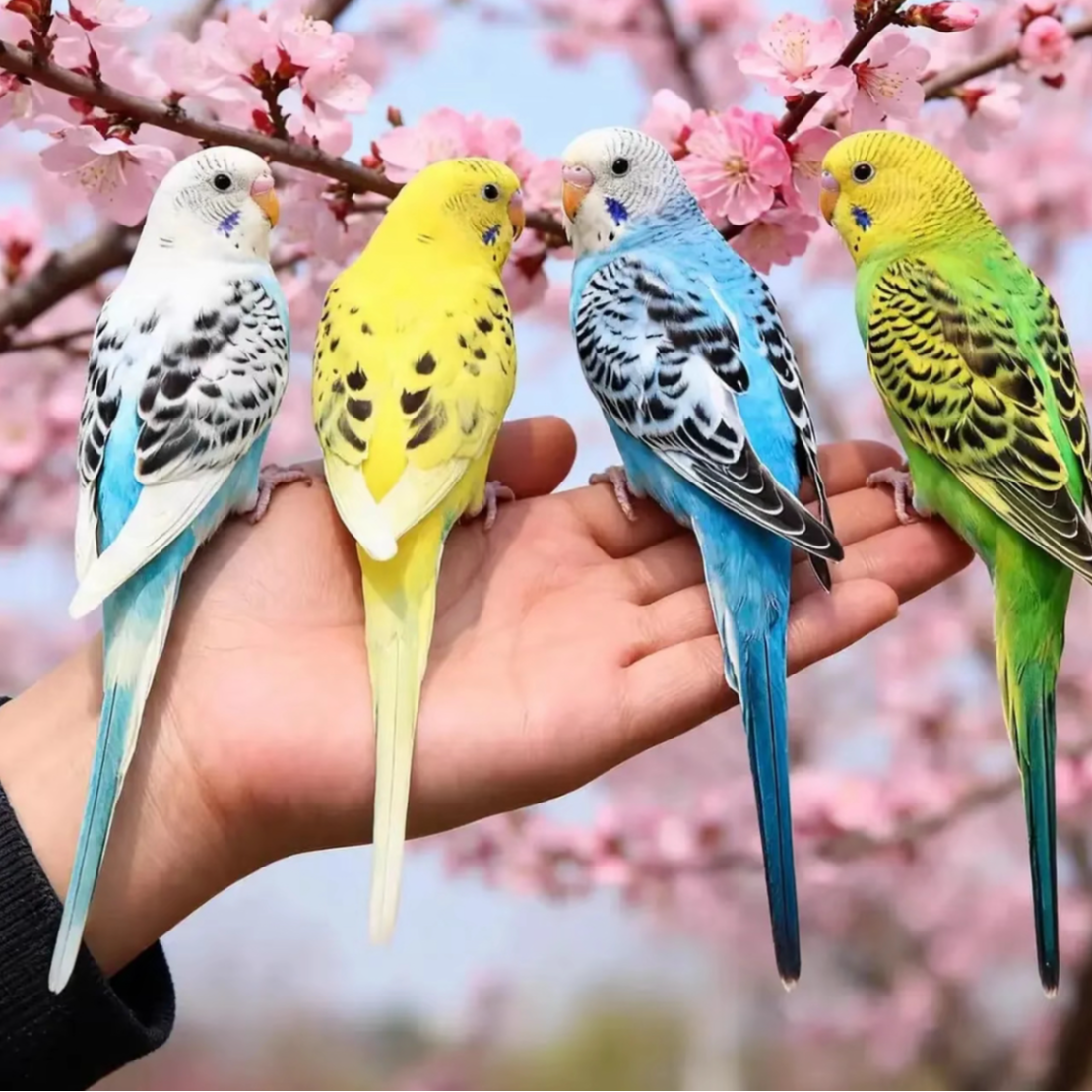 特色2红眼多彩色虎皮鹦鹉鸟类宠物鹦鹉亲人手养繁殖运输包损