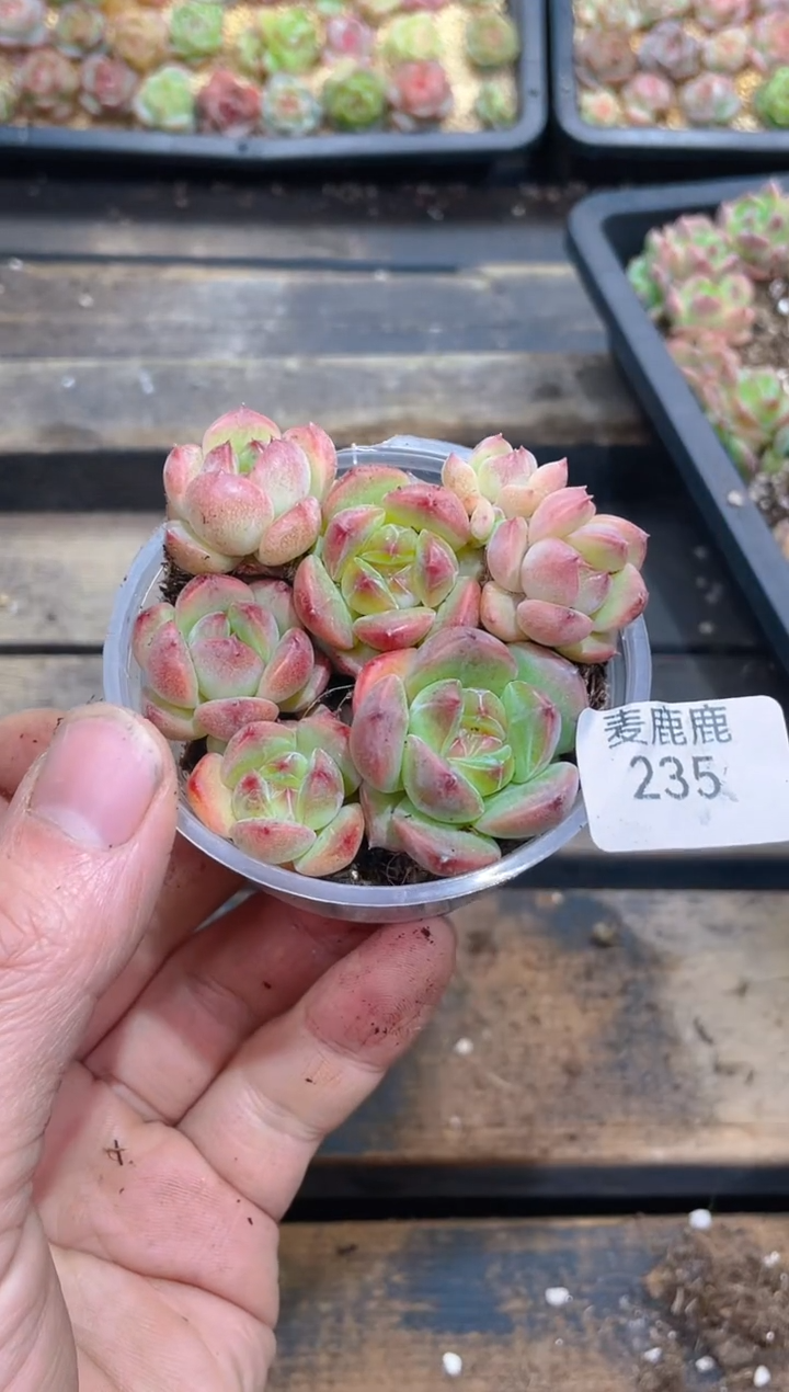 235梧桐珍妮   单头    量拍