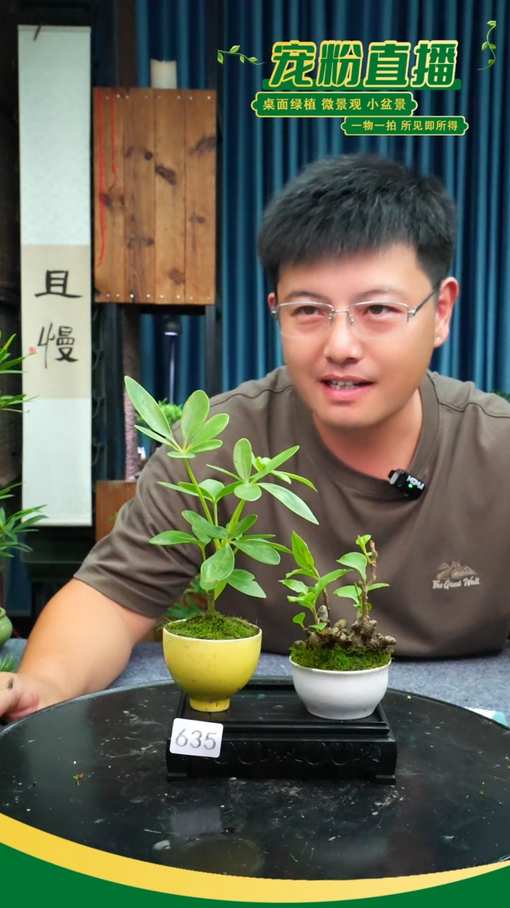 无花朵苔藓微景观635号