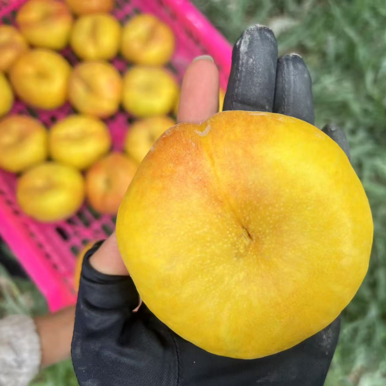 油蟠桃脆甜3斤装48全国包邮坏果包赔送礼的合适选择