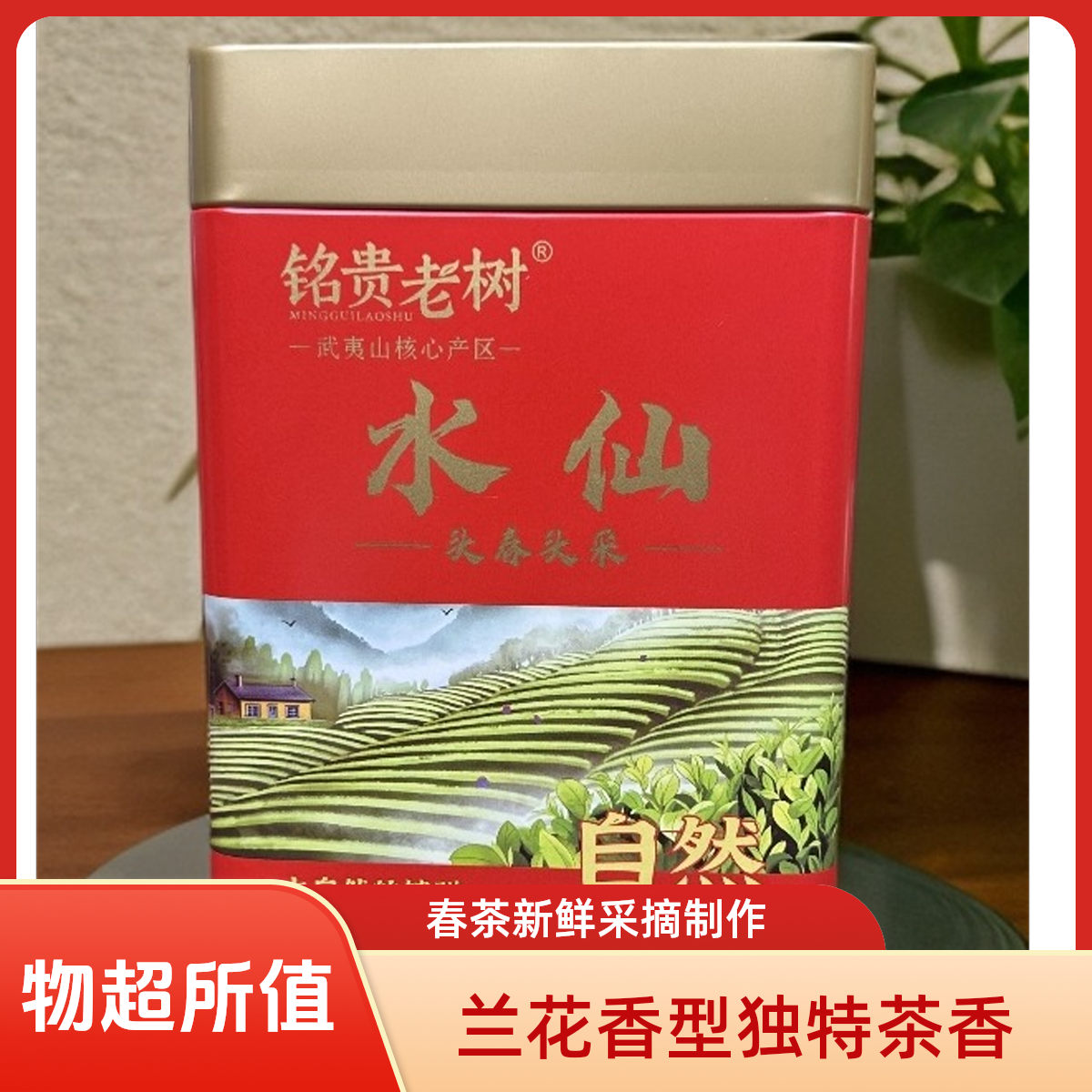 武夷岩茶水仙大红袍春茶好茶高品质大罐特色茶叶