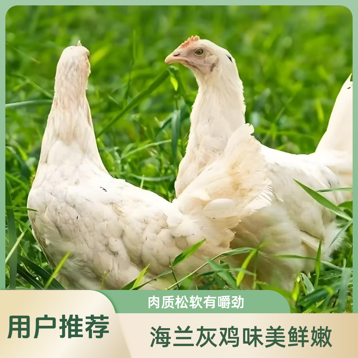 海兰灰母鸡公鸡肉质鲜美有劲道单只 均重1.4斤左右包邮保活到家