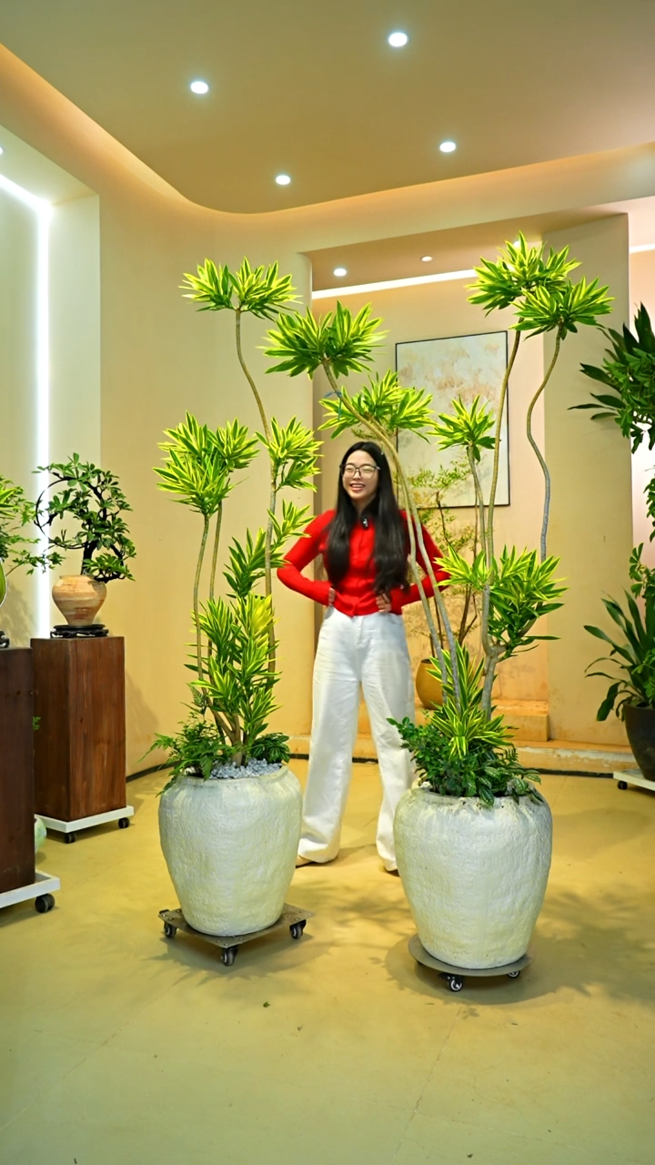 不开花植物野*鱼梦幻金边百合竹