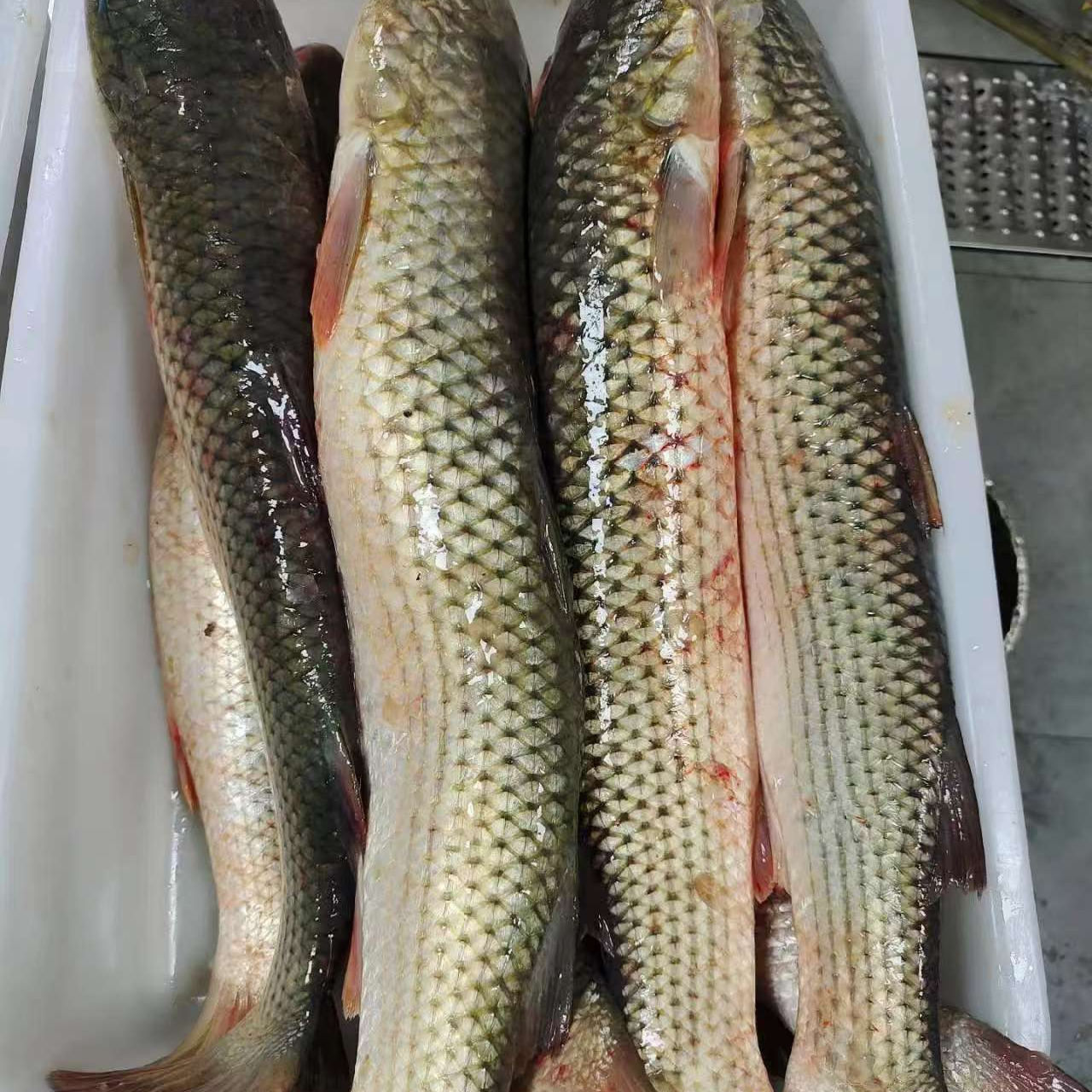 顺丰包邮    渤海湾  海梭鱼  现捕现发 开凌 