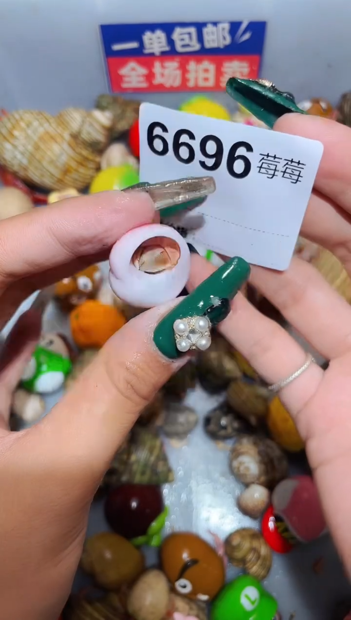 陌派甄选寄居蟹6696，1.3口