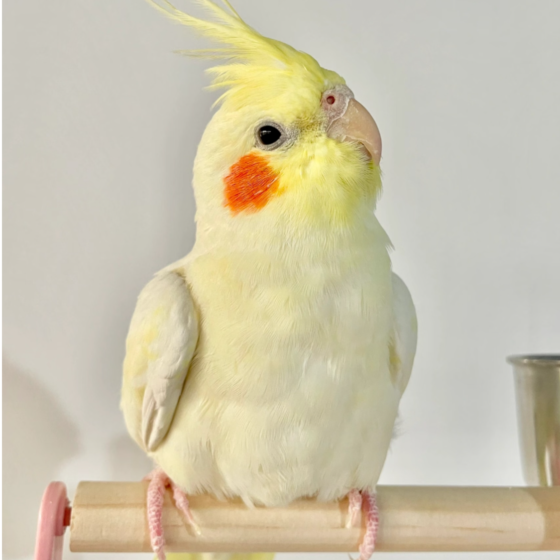 手养玄凤鹦鹉活体宠物鸟可学说话半毛雏鸟