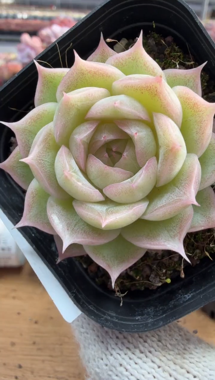 东云多肉园三店-130