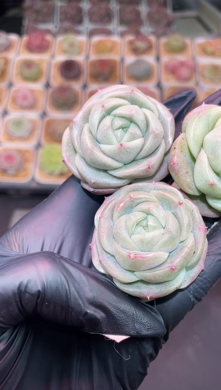 闪购747 银白小牛多肉一颗 