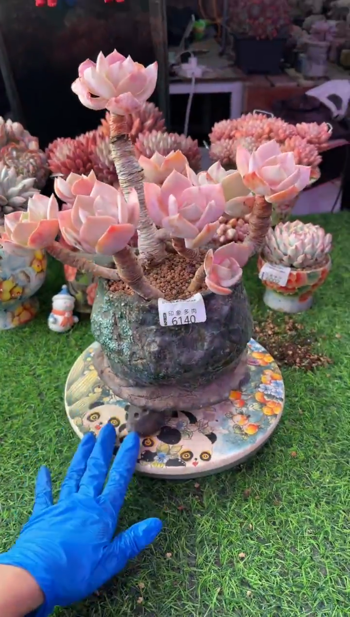 昆明印象多肉6140