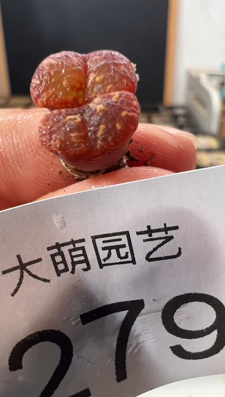 一物一拍   脱土发     -279