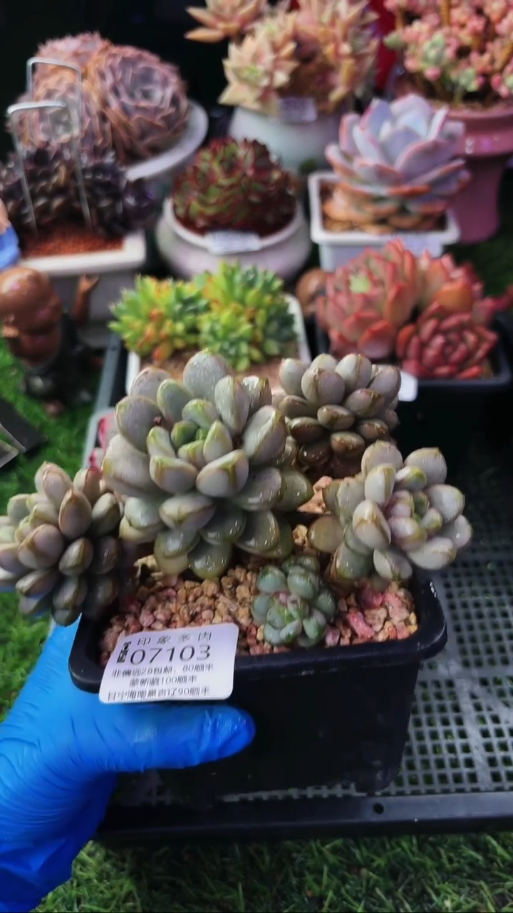 昆明印象多肉07103