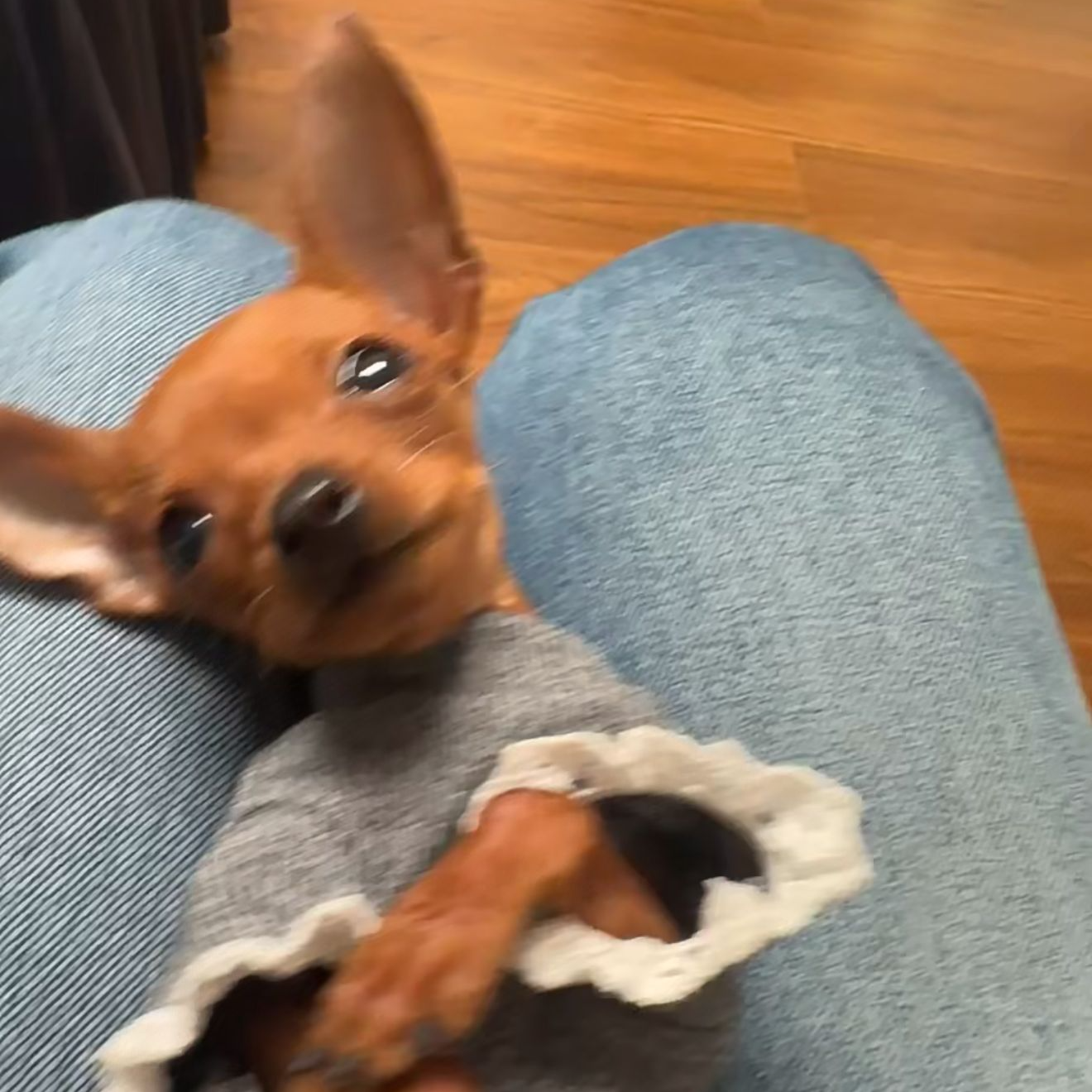 幼犬可直播间挑选