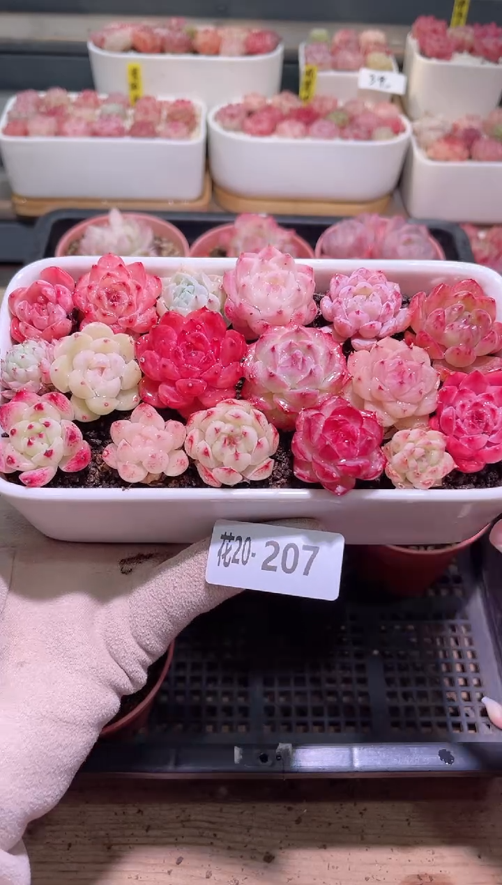 【闪购商品】20-207组合套装 含盆土分开发